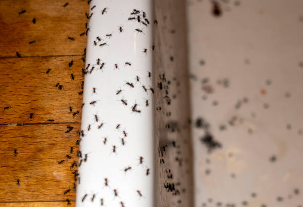 Reliable Beverly Hills, TX Pest Control Solutions