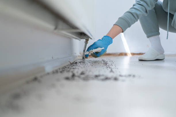Best Ant Control Services  in Beverly Hills, TX
